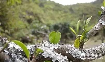 大云寺茶詩(shī)