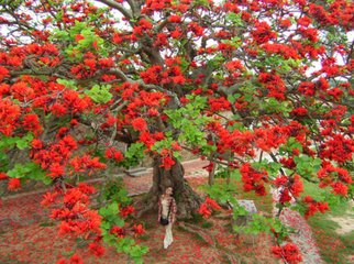 刺桐花