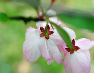 西江月（垂絲海棠，一名醉美人）