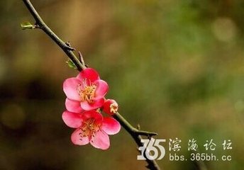 滿庭芳·寰宇清夷