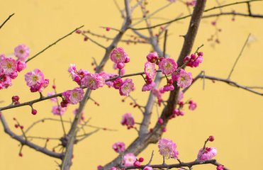 浣溪沙（鴛鴦紅梅）