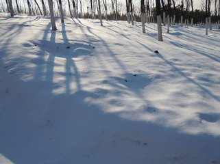 次韻張元方春雪