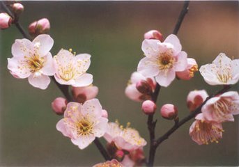 漢宮春（壬子莆中鹿鳴宴）