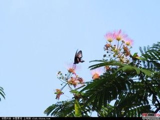 同張伯永出郊迓客倦嘆之余因以成詠