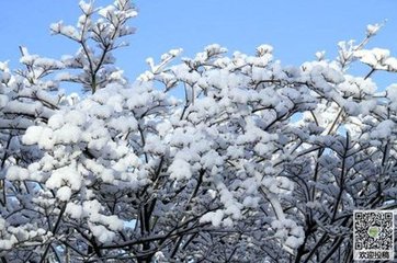 菩薩蠻·梨花滿院飄香雪