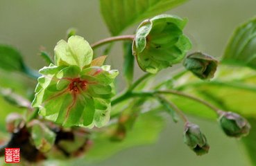 玉簪花一名鷺鷥