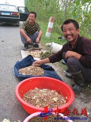 西湖二詠其二食雞頭