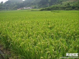 桃花雨