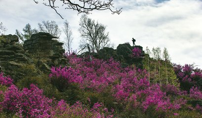 龍江無(wú)杜鵑