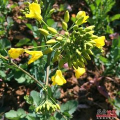 【雙調(diào)】胡十八