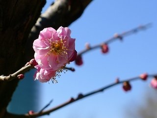 張居士歌