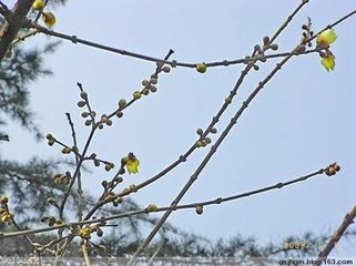 十二月十日