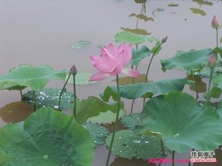 江城子·幽香閑艷露華濃