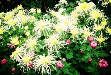 雨后行花圃