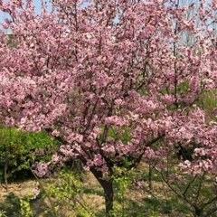 風流子·出關見桃花