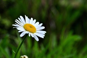 詠黃白菊花