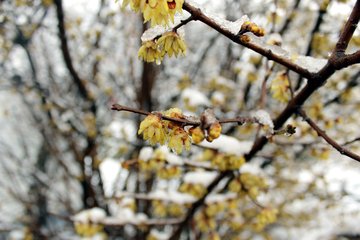 臘雪次遲韻