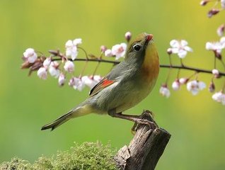 立春前一日雪中訪烏程宰李君俞尋有詩(shī)見(jiàn)貺依