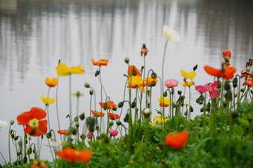 虞美人·一枝繁杏千紅蕊