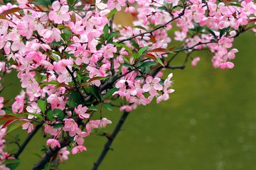 菩薩蠻（垂絲海棠零落）