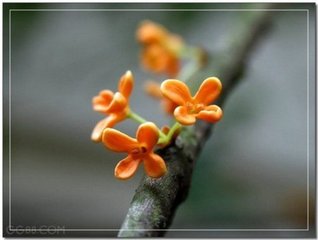 雨中觀秉仲家月桂