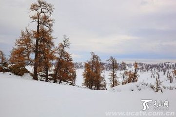 天山觀雪王昭儀相邀割駝肉