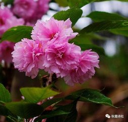 武陵春·一陣曉風(fēng)花信早