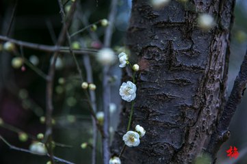 初識梅花