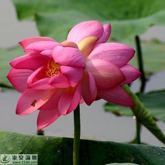 鷓鴣天（雨后湖上看落花）