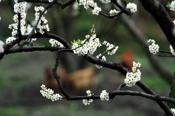 木蘭花慢 和楊司業(yè)梨花