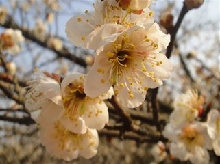 鷓鴣天（次曾守游梅園韻）