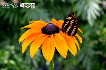 蝶戀花·小雨初晴回晚照