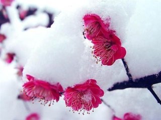 西江月·獨(dú)坐閑觀瑞雪