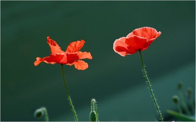 鷓鴣天（詠綠荔枝）