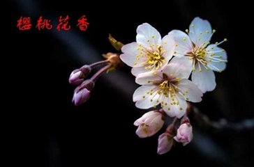 采桑子（櫻桃花）