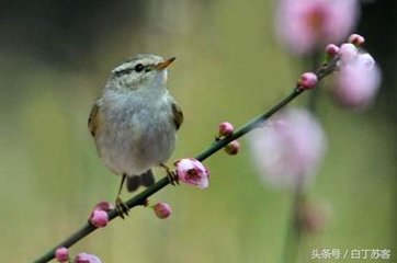 憶漢月·紅杏一枝遙見(jiàn)