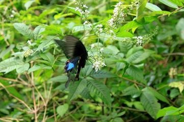 蝶戀花 以上十六首百家詞本云林樂府。此下