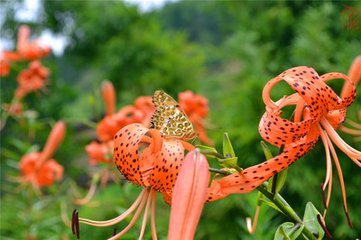 蝶戀花·每到花開春已暮