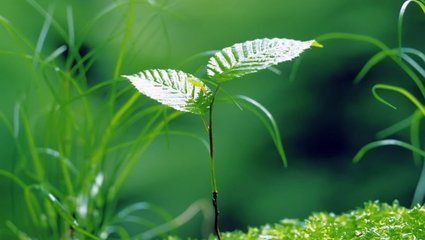 賣(mài)花聲·樓上久踟躇