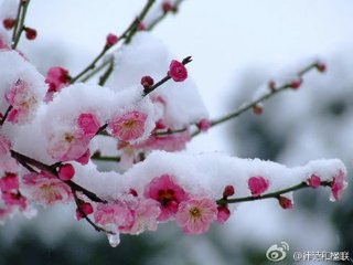 詠紅梅花得“梅”字