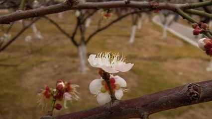 病中初見(jiàn)梅花馳送季申樞密并以二絕