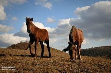 紫騮馬·紫騮馬