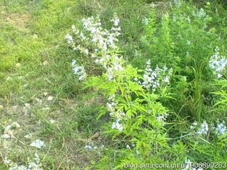 西江月·雪似瓊花鋪地