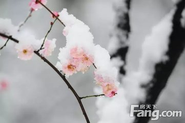 減字木蘭花（燈下見梅）