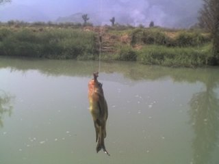 賞花釣魚(yú)二首