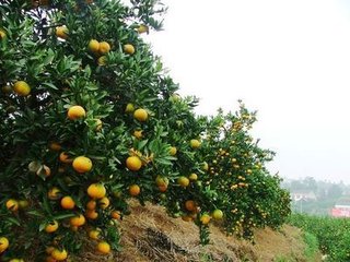 花心動（競渡）