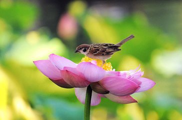 近代吳歌 夏歌