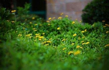 東坡引·綠波芳草路