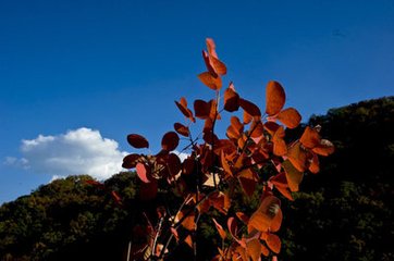 滿庭芳·紅葉飄零