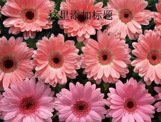 楊花落